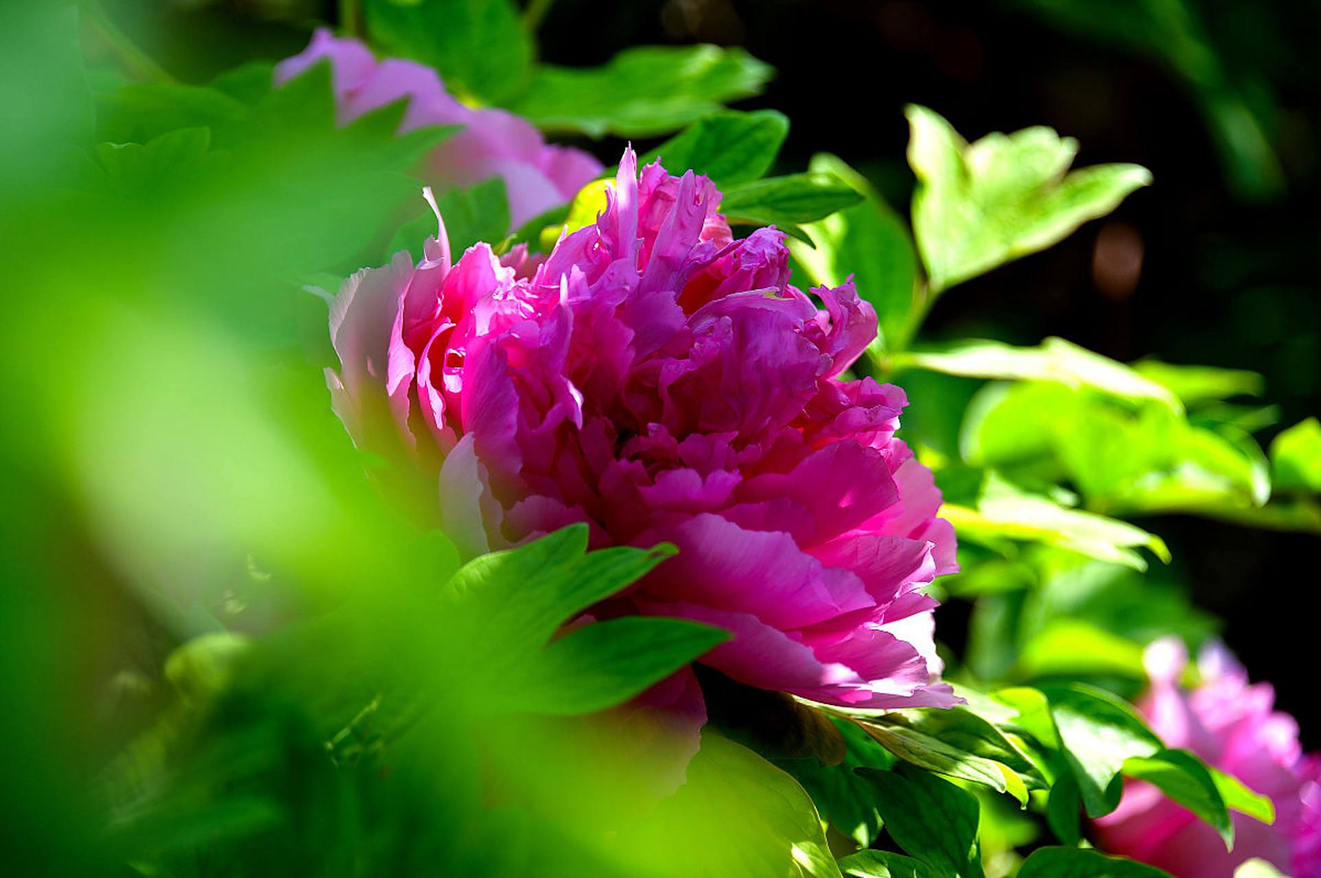 唐朝诗人写道"唯有牡丹真国色,花开时节动京城",可见洛阳牡丹的影响力