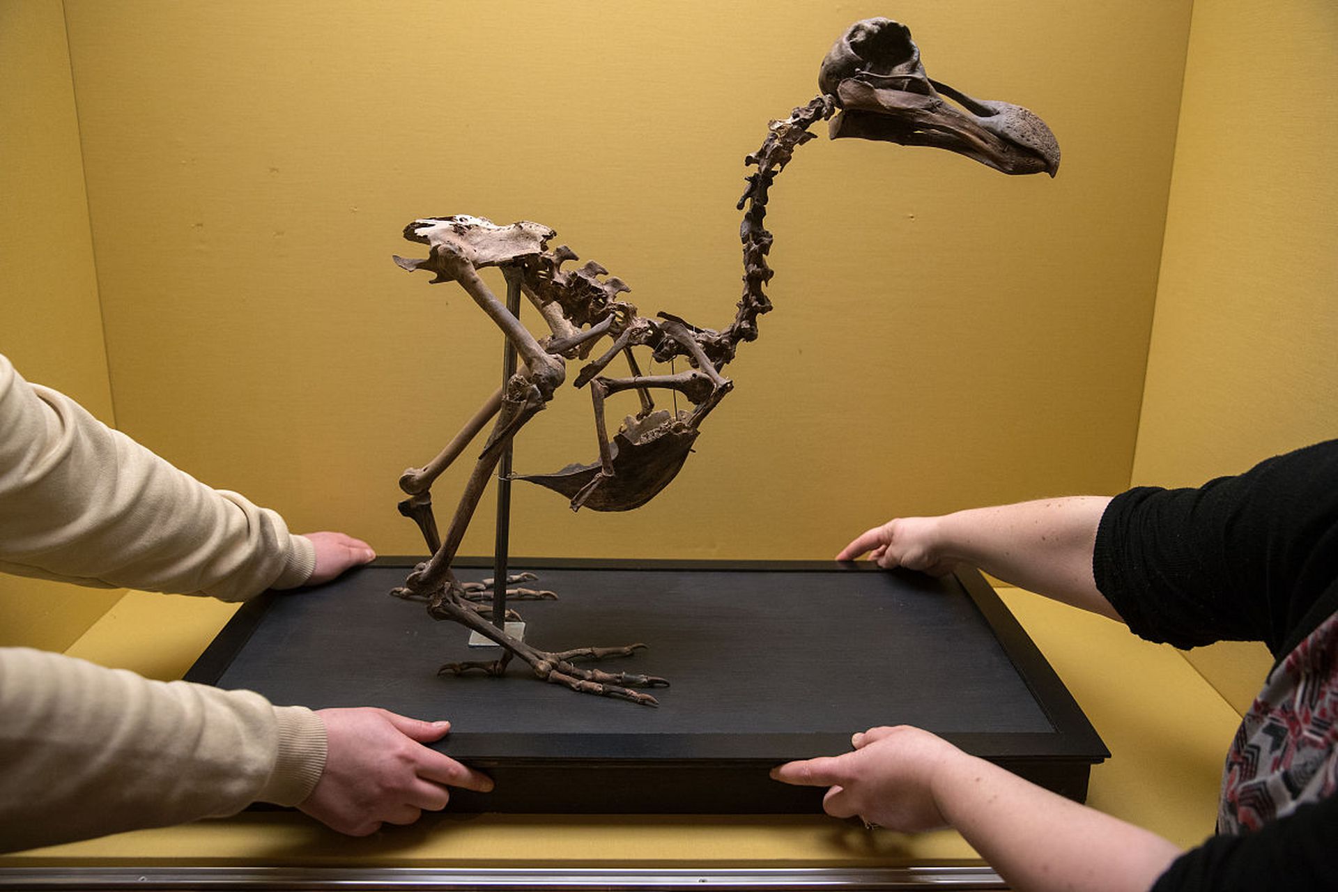 复活渡渡鸟  渡渡鸟是地球上最著名的灭绝物种之一,它们有可能复活吗?