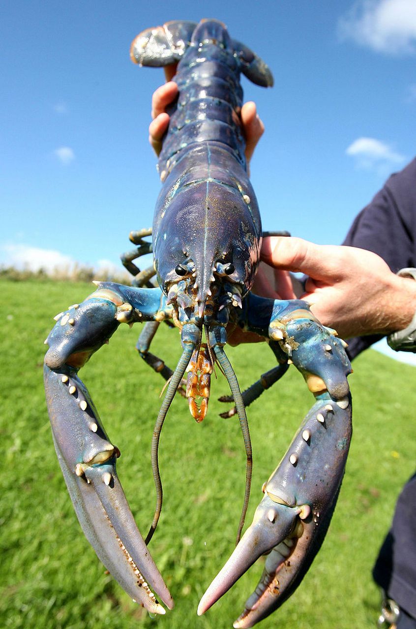 蓝色龙虾生活在英国南部海岸附近的浅海中,通常被发现在沙滩上.