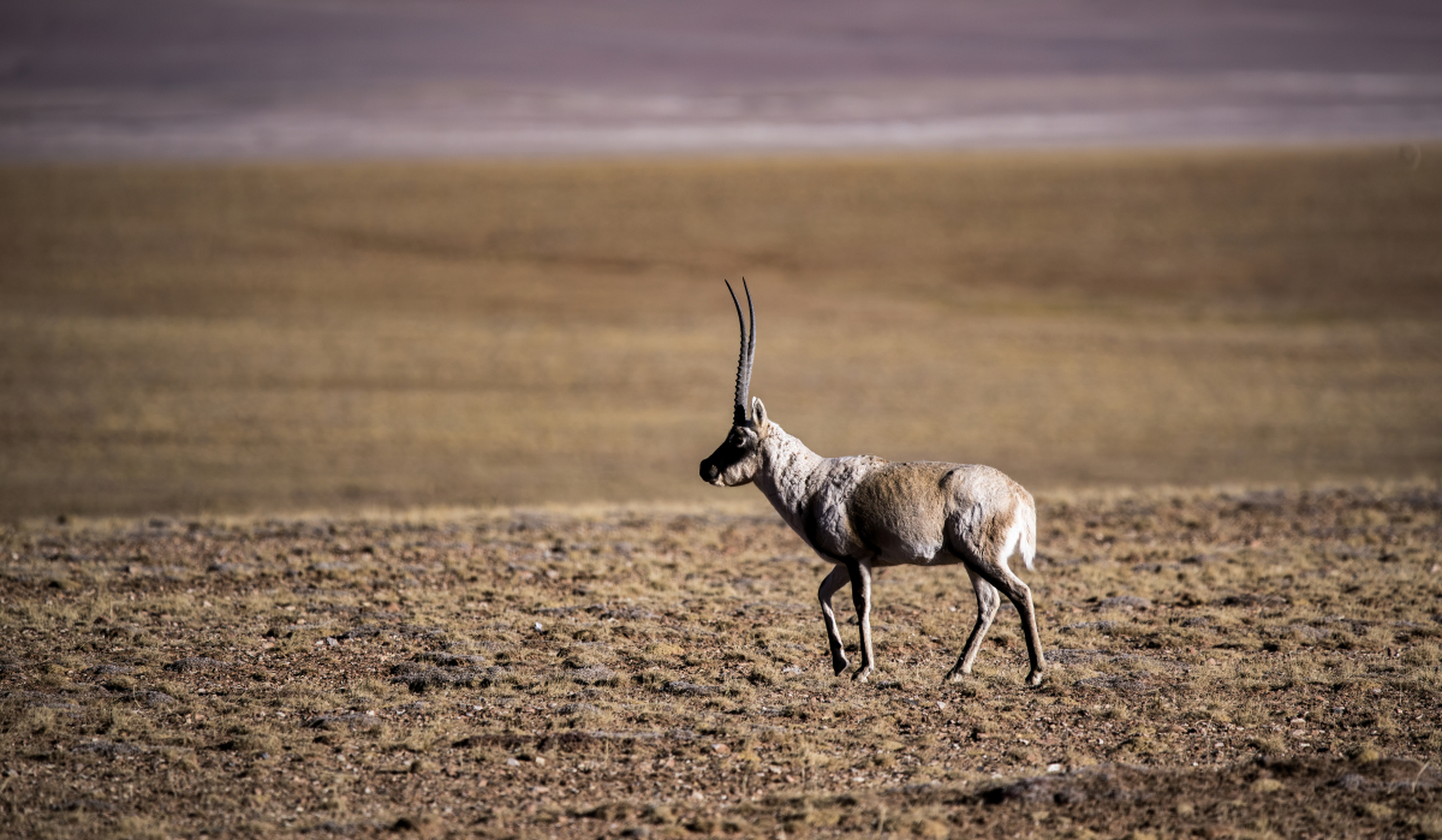 藏羚羊生活在青藏高原的广大地区,那里有着宽阔的草原和纯净的空气.