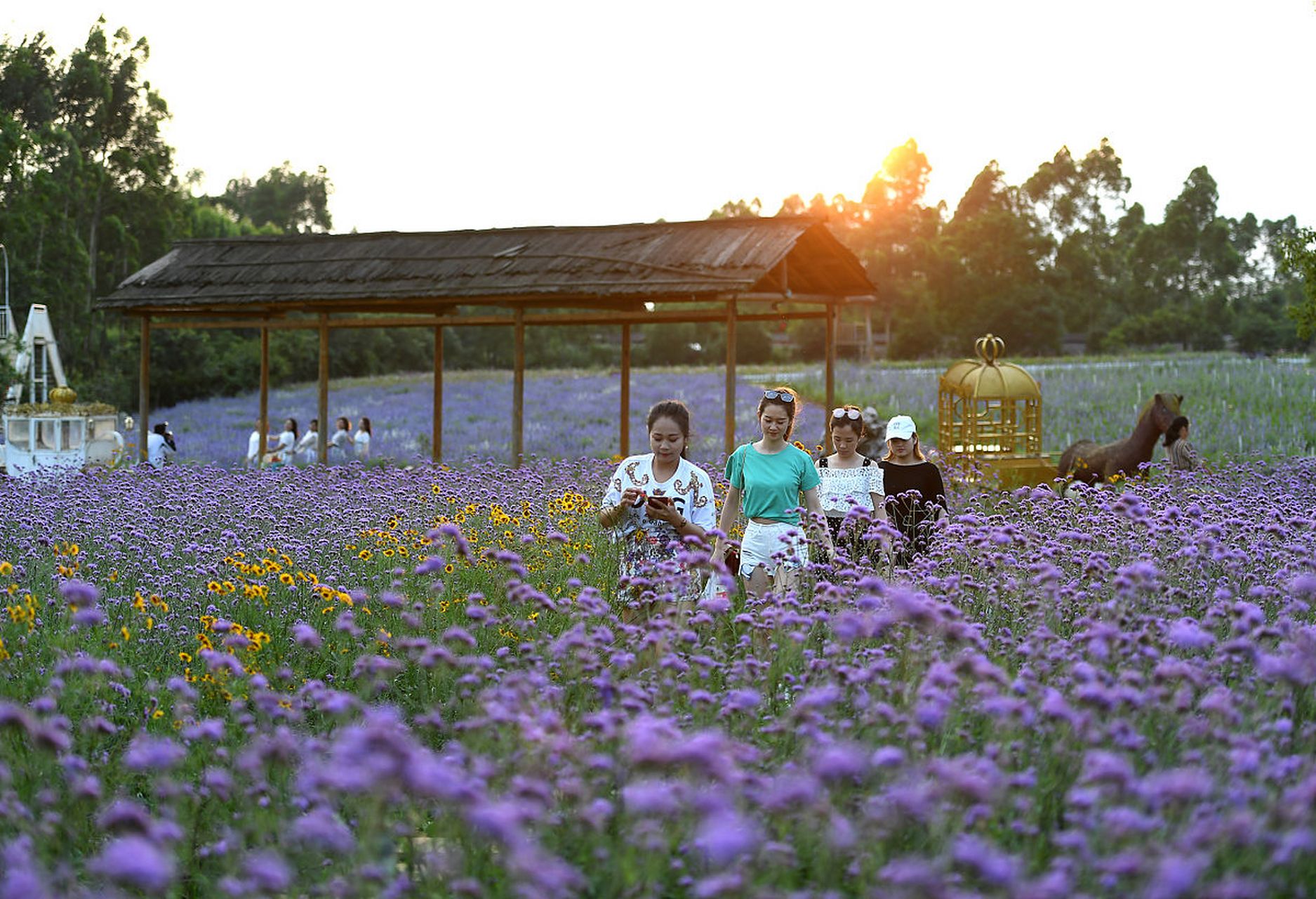 这一站就出发#广州花都香草世界是以种植香草为主题,园区不但有以