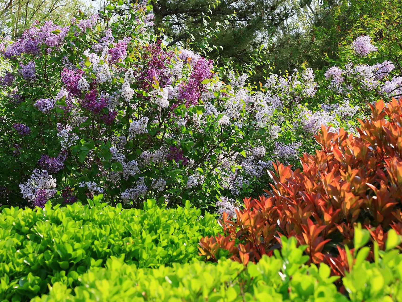 镜头里的春天# 园区内的花草树木,在春风的吹拂下,竞相绽放,仿佛蚀篌