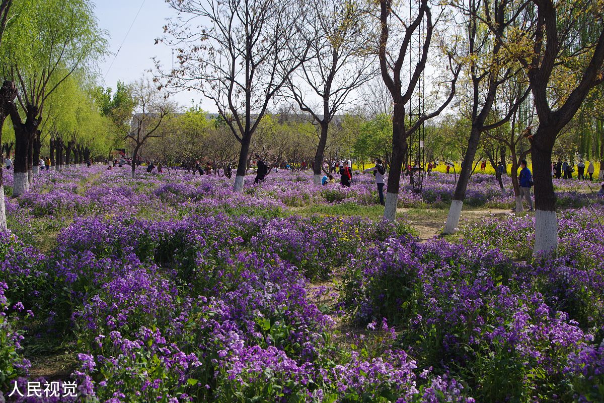 减字木兰花,春一清浅