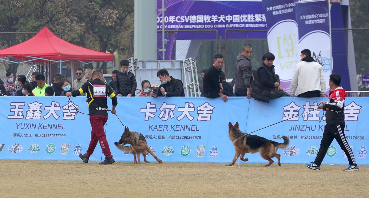 德国牧羊犬在 igp 比赛中有哪些优势?