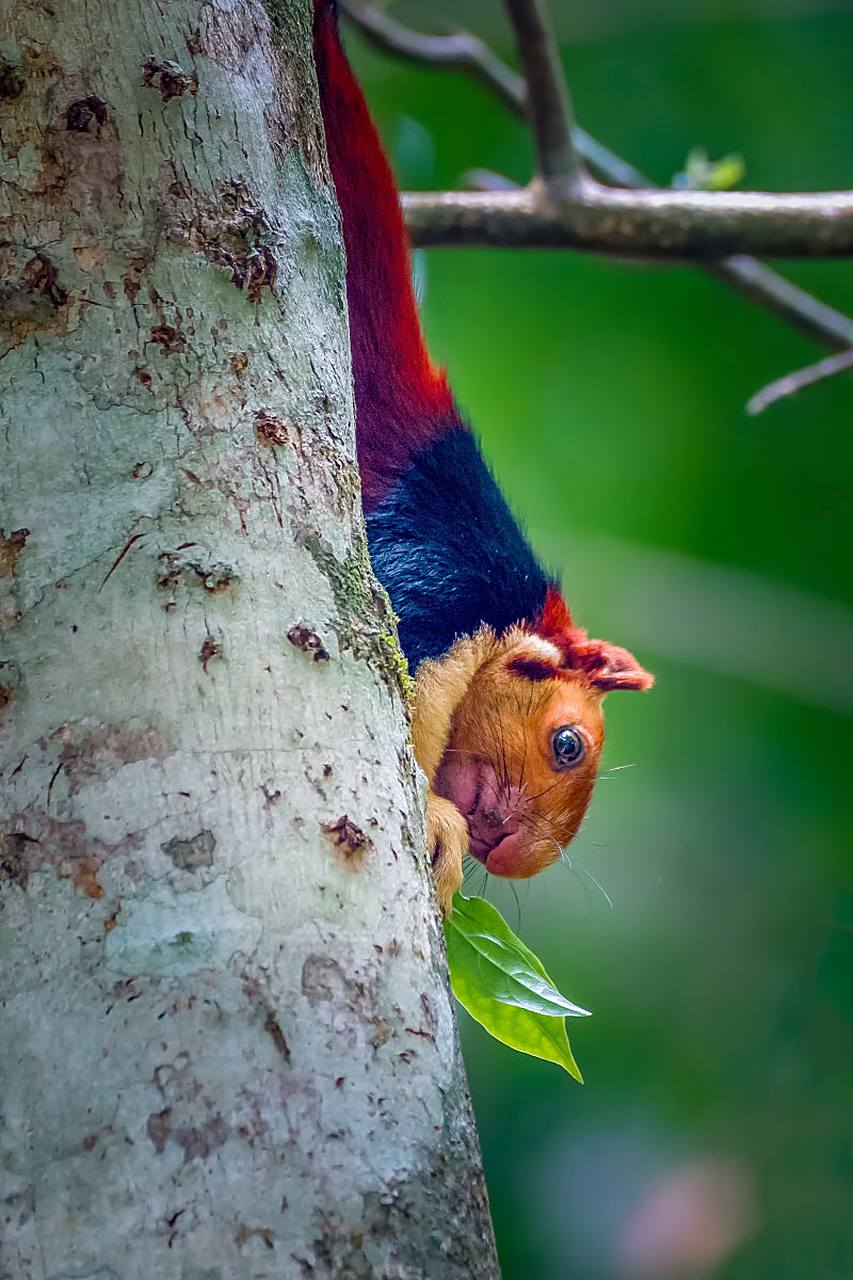 印度红松鼠是一种美丽的松鼠,以其红色的皮毛和独特的跳跃技巧而闻名.