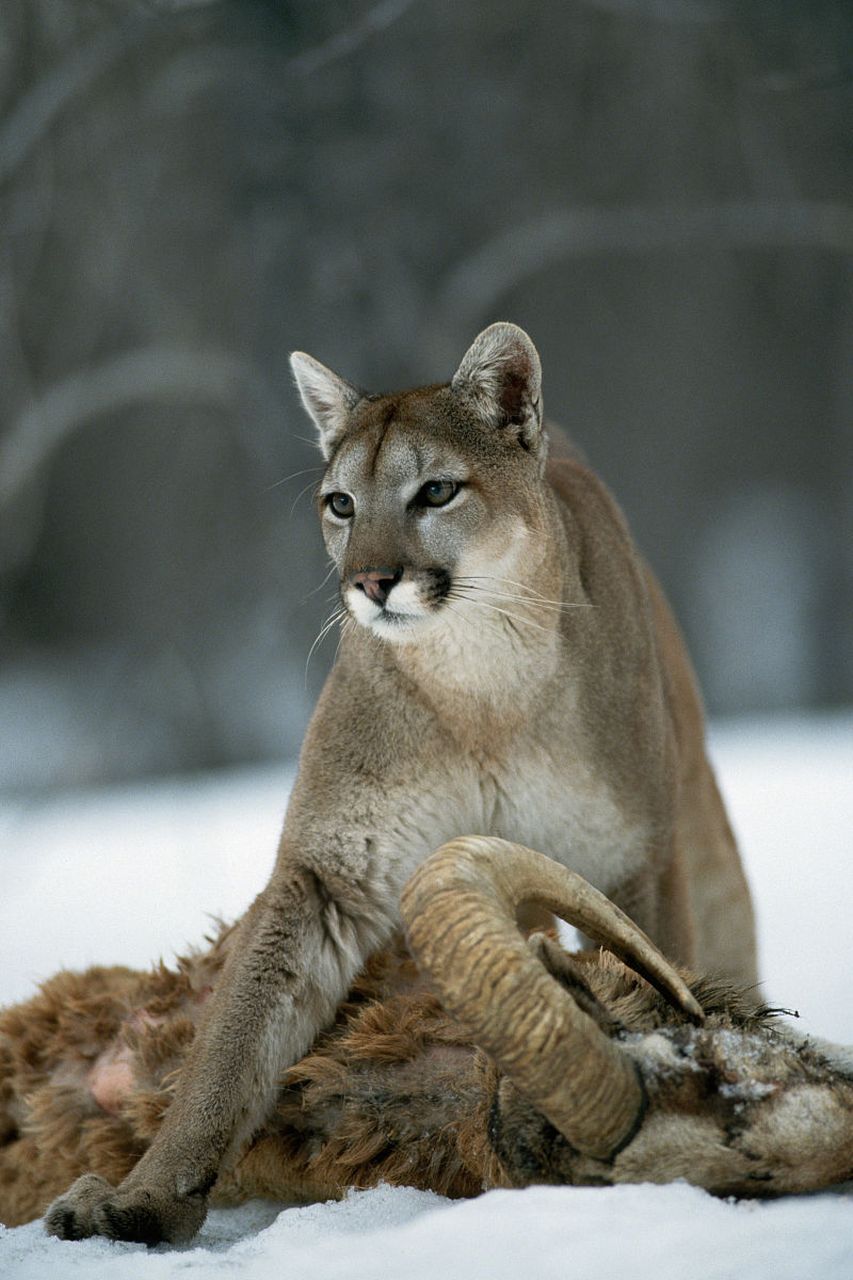 游客们发现,这里的猴子和猫似乎"相处融洽",甚至有疑似交配的行为.