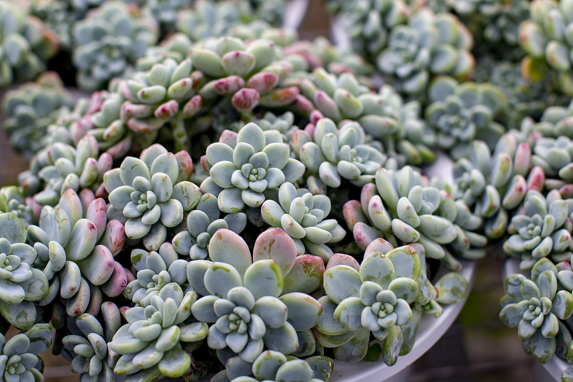 多肉白菊夏天怎么养  夏天是多肉白菊生长旺盛的季节,以下是夏天养护