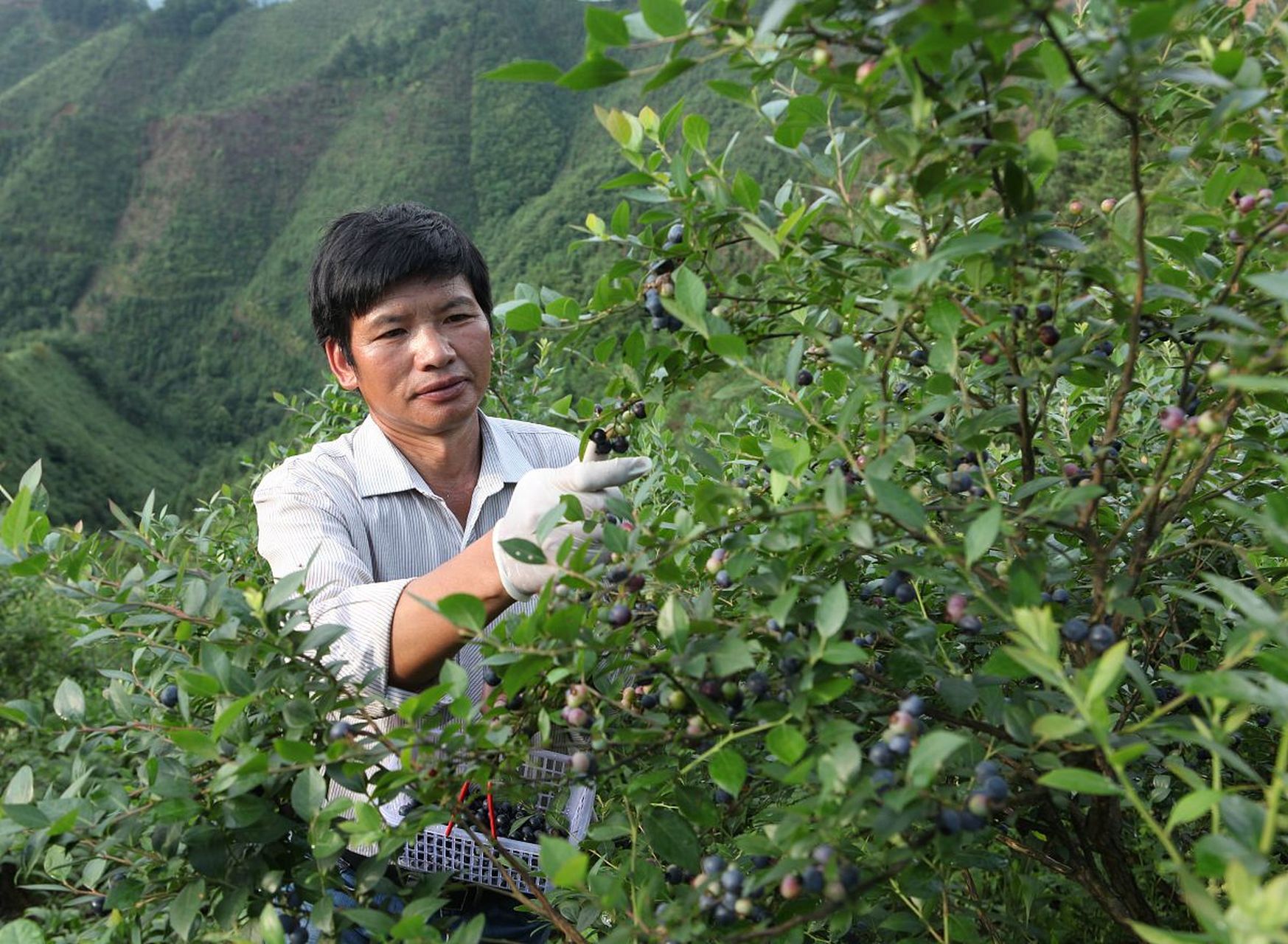 镜头里的春天# 春游麻江蓝莓基地,麻江蓝莓基地还注重生态环保,致力