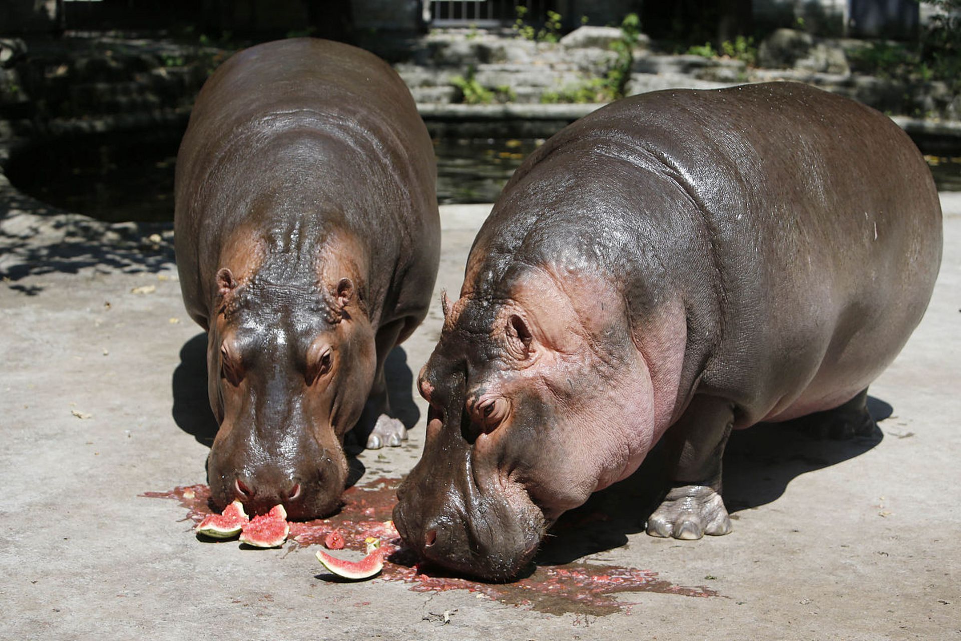 河马吃西瓜.#动物趣图