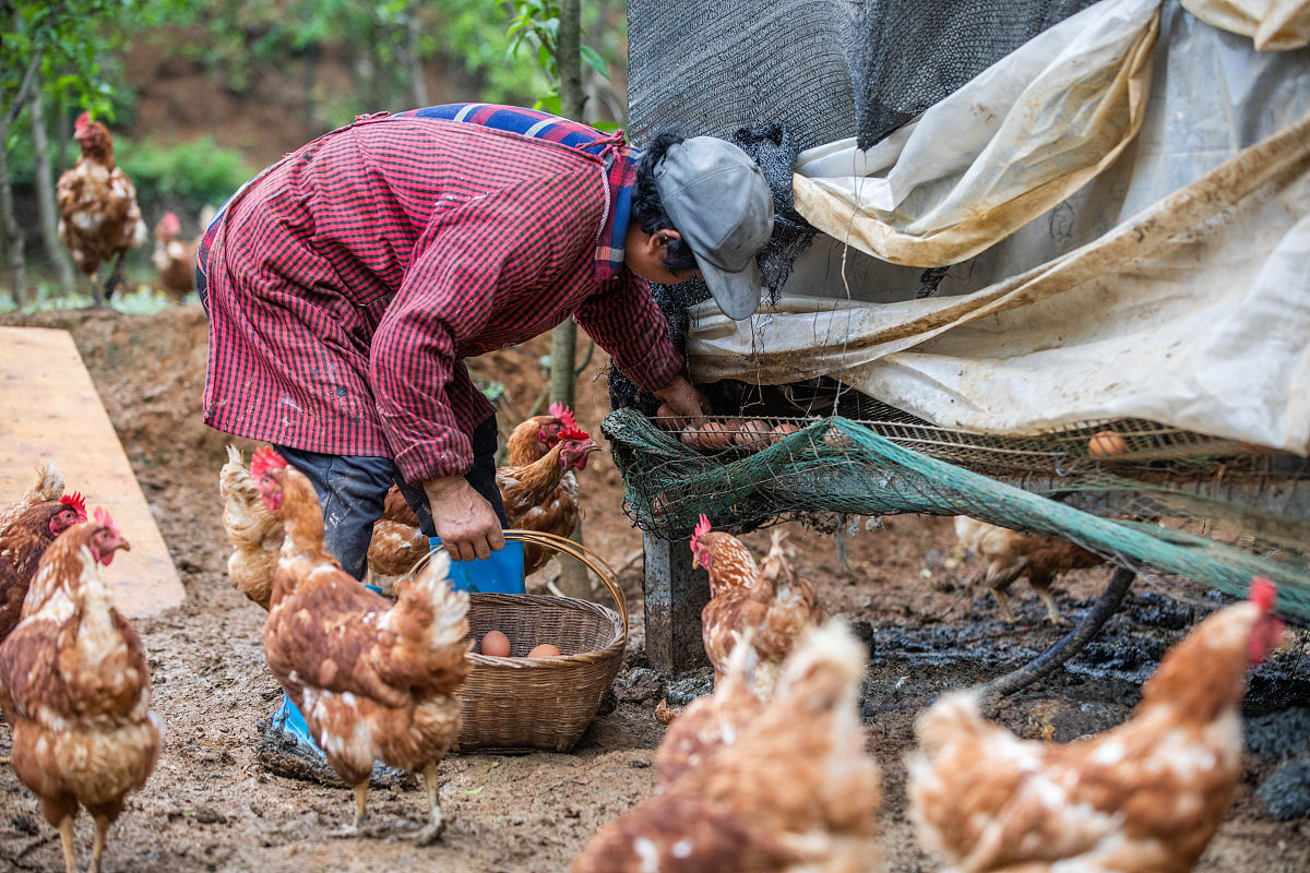 安徽蚌埠老人网购误买550只小鸡崽,无疑是令人啼笑皆非的意外