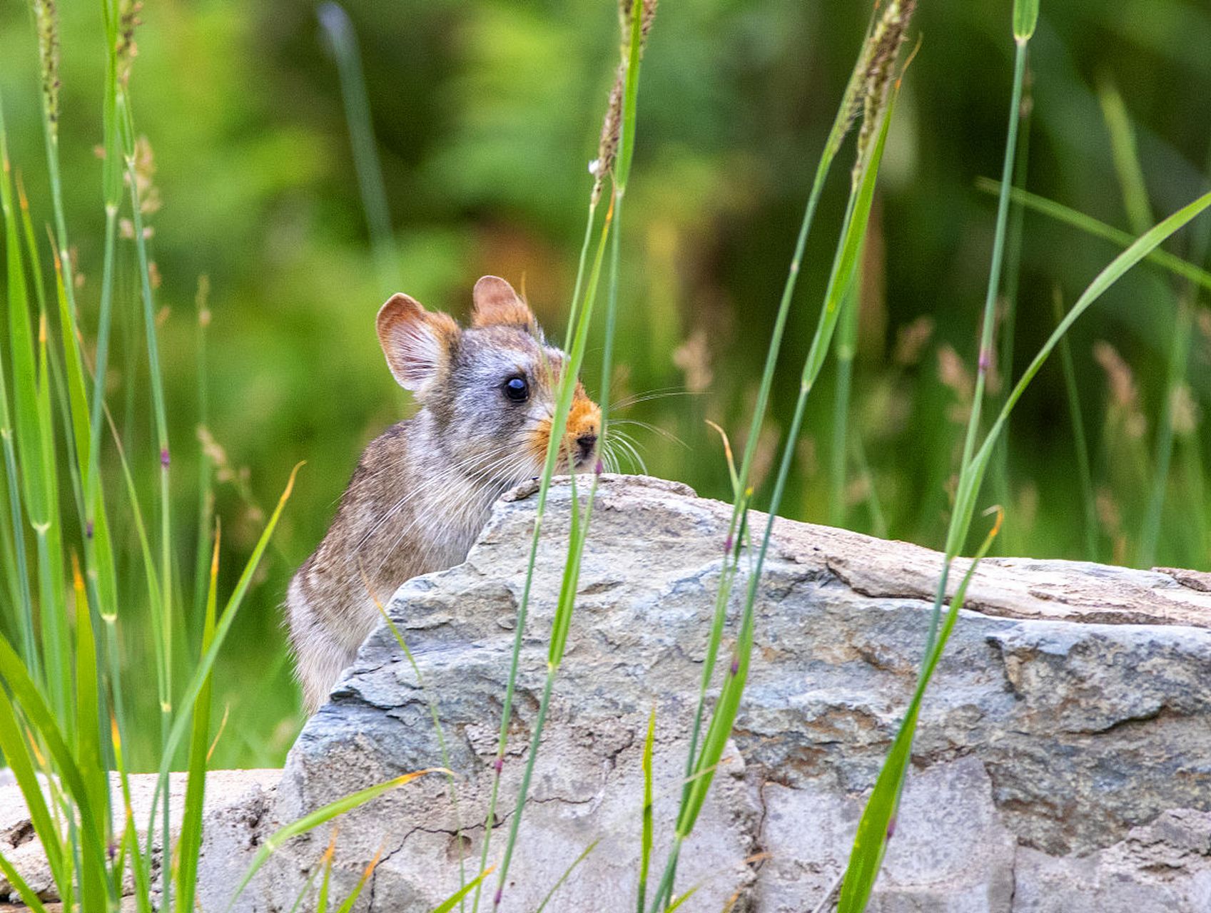 高原鼠兔:是鼠兔的一种,生活在高原地区,是草原上主要的食草动物,样子