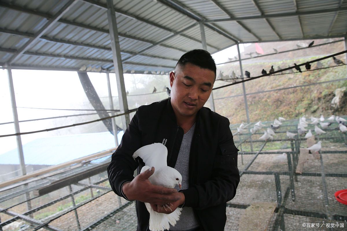 首先,我得说,养鸽子这事儿,听起来就像是小时候爷爷在后院摆弄的