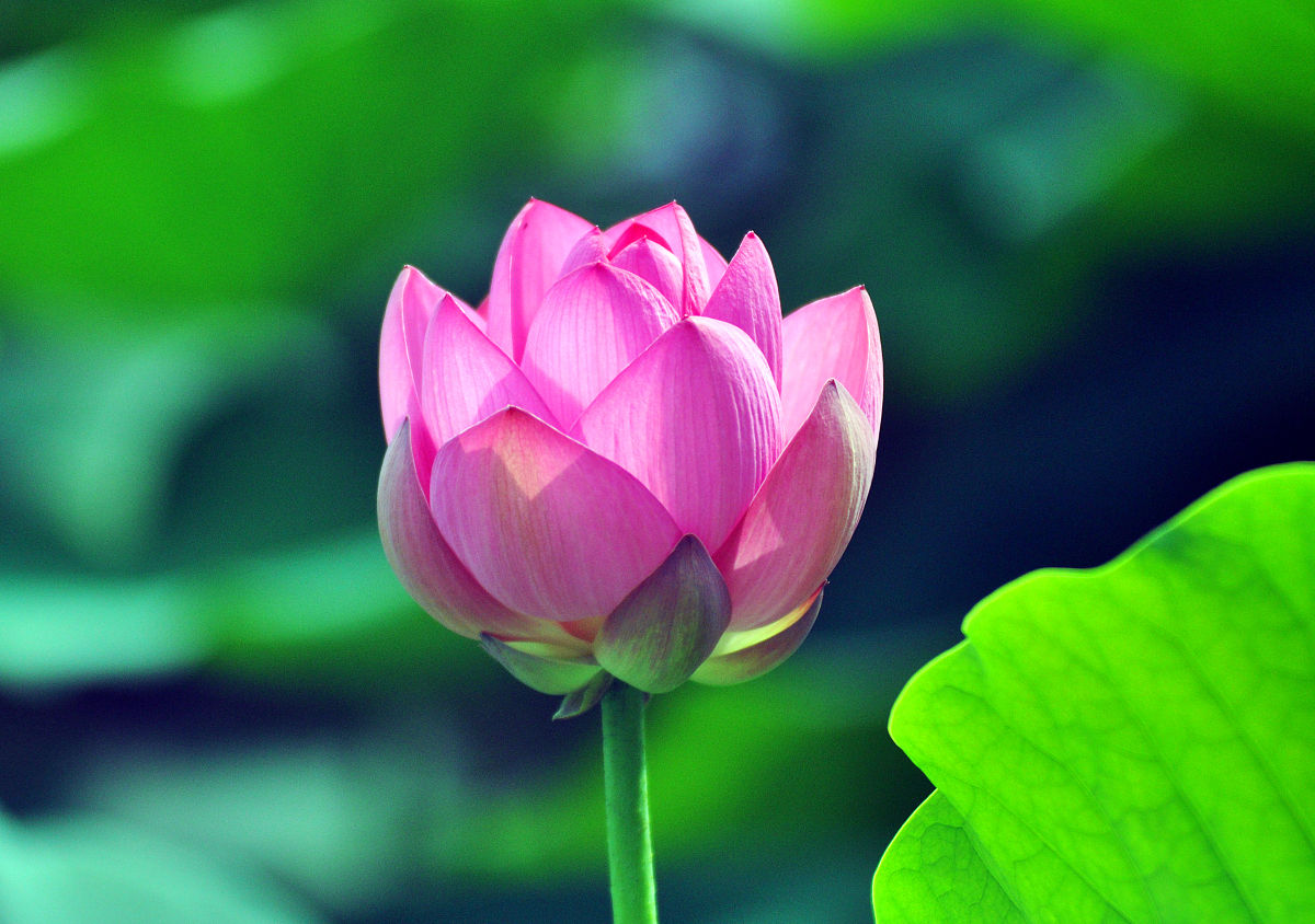 烟雨蒙蒙立夏影,晶莹剔透荷叶翠遮天蔽日迷人眼,荷花怒放君子红