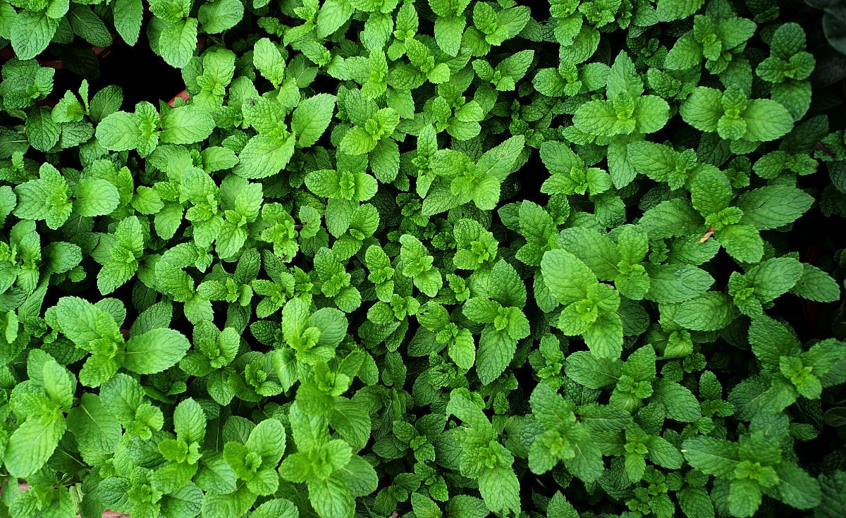 罗勒和薄荷都是常用的香料植物，区别在哪里？（罗勒叶是薄荷吗）