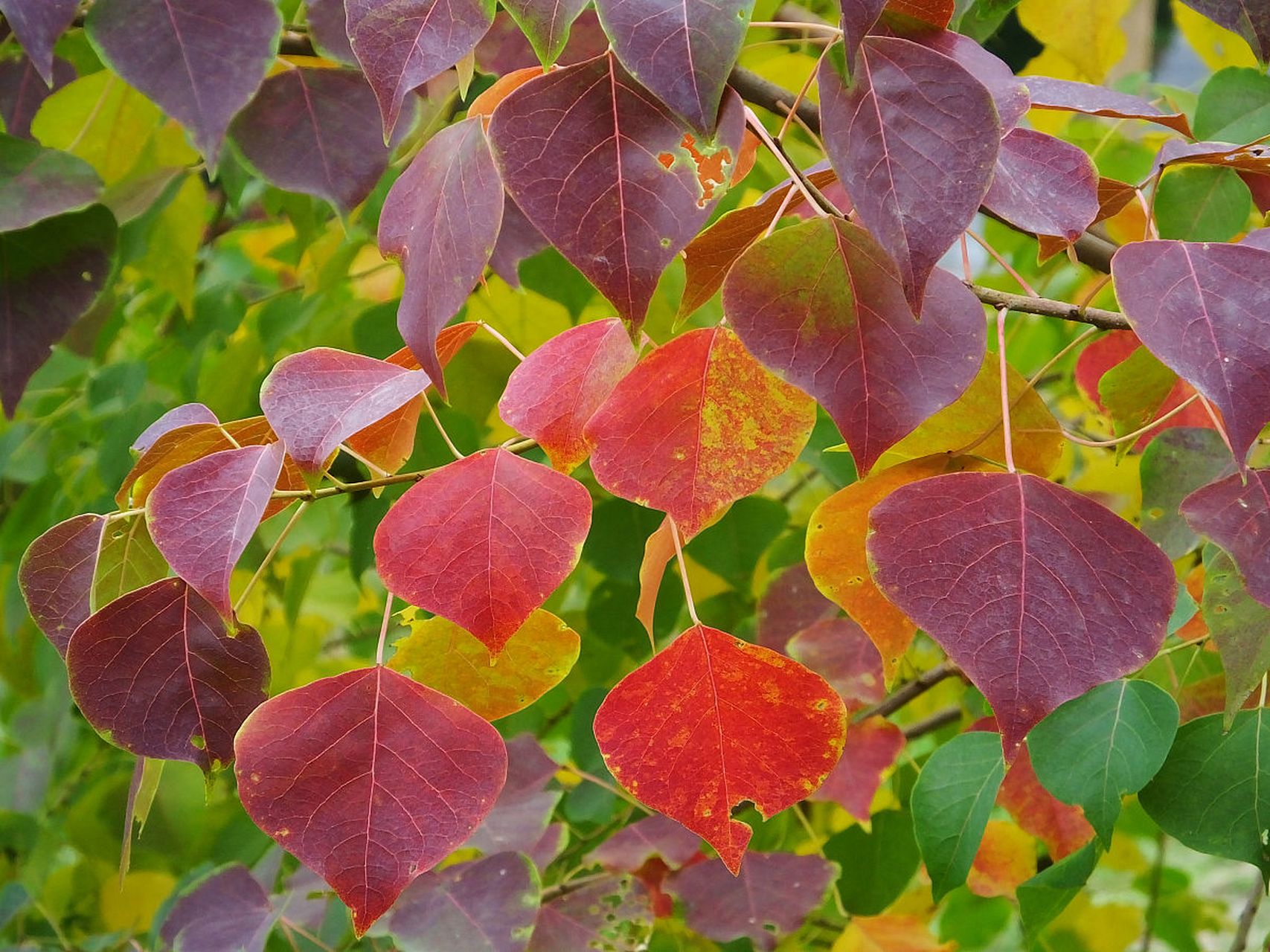 在秋天的阳光下,  乌桕树的叶子变得更加明亮和鲜艳.