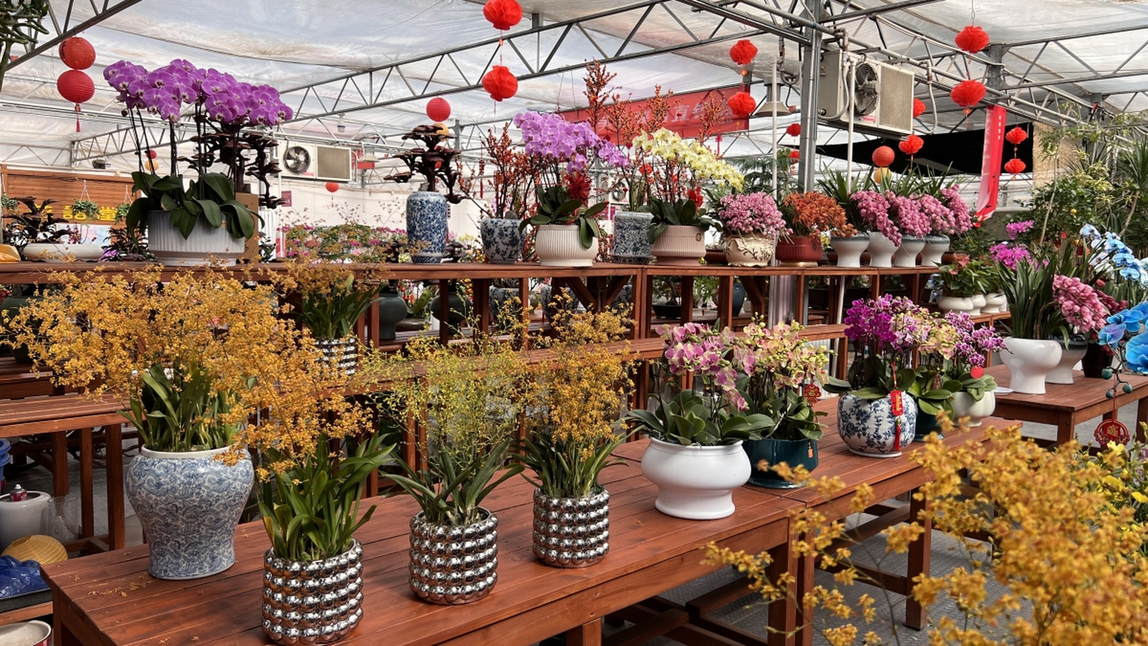 每次去三圣乡花卉市场买fafa,都会被各种各样的花卉摆放得整整齐齐而