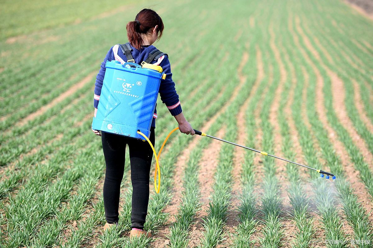 目前时间已进入到12月初,大部分农民朋友已经打过小麦田除草剂了,但仍