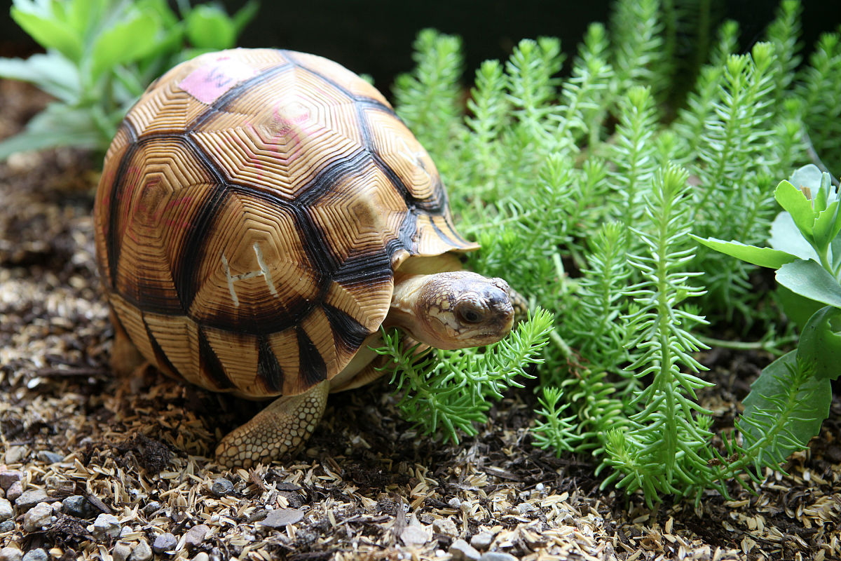 带你了解,窄桥蛋龟肠胃炎症状是咋样的?