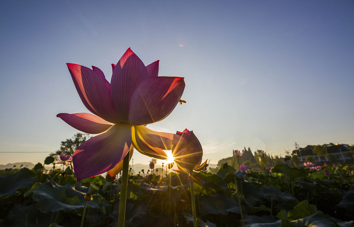 南国春天荷花来,贵族美味佳肴红庭前荷花羞涩开,乌镇美景天使城