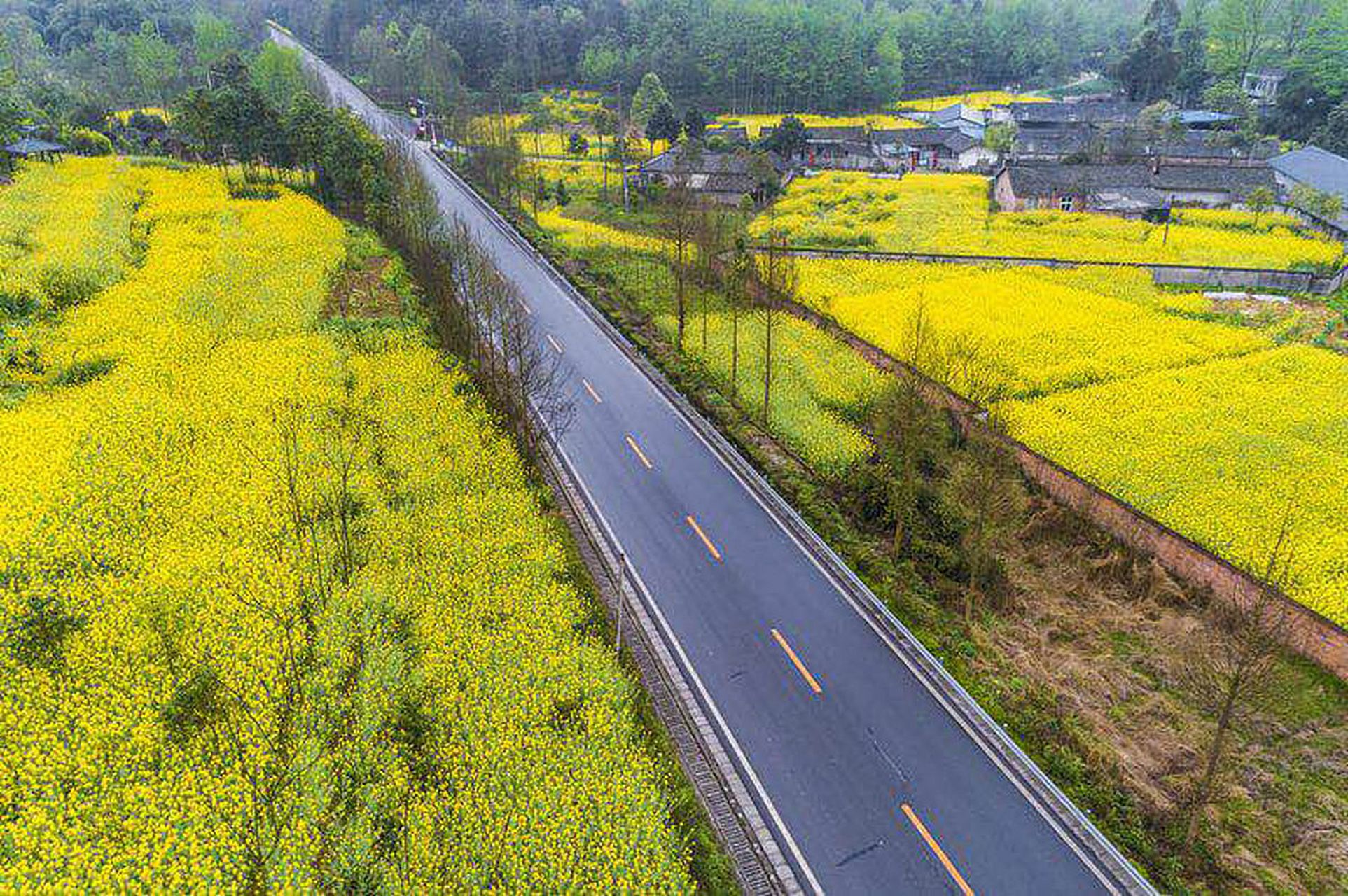 想看百万亩大型油菜花海那就去崇州"重庆路,这里有110万亩油菜花,每