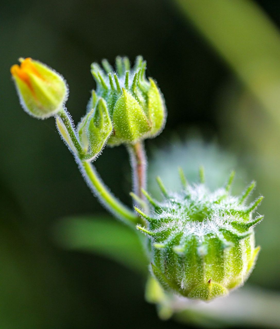 小时候吃过的请举爪儿01  苘麻是锦葵科苘麻属的一种一年生草本植物