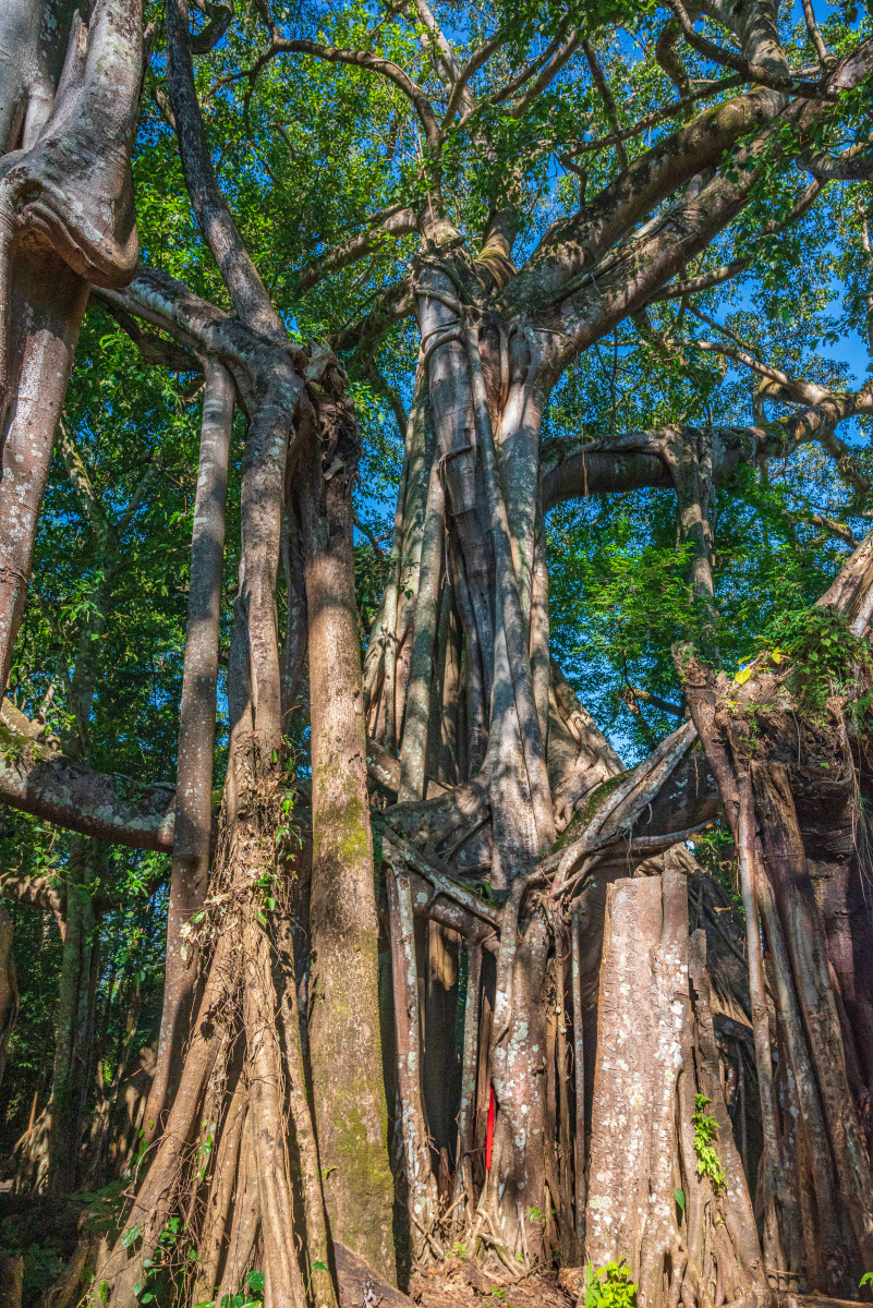 自然保护区是致力于保护自然环境和自然资源的重要基地,其主要目标是