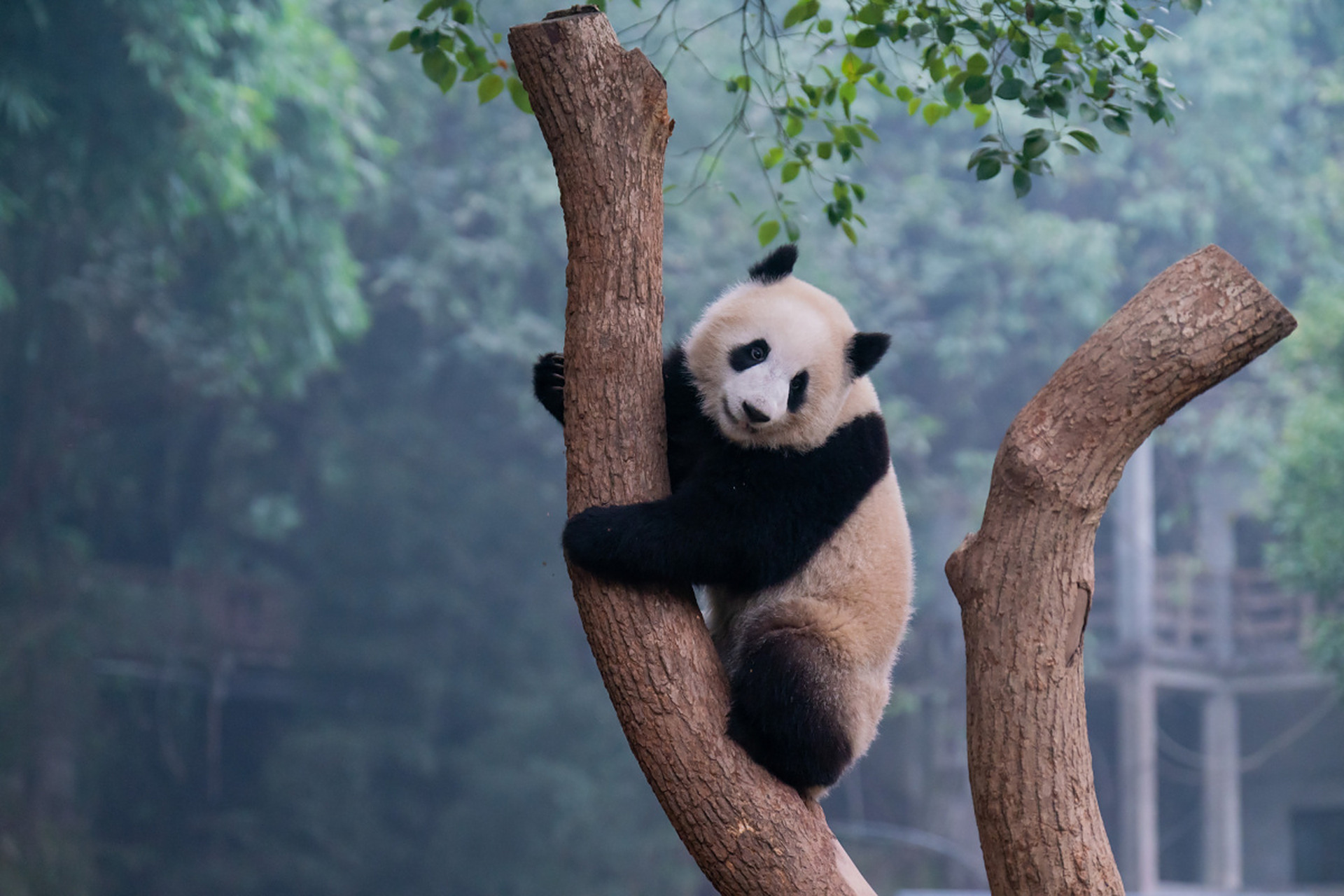 在茂密的林中,一只憨态可掬的大熊猫正在努力地爬树.