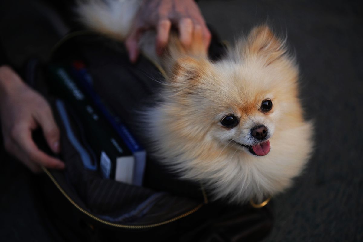十二星座的幸运宠物十二星座最怕什么动物