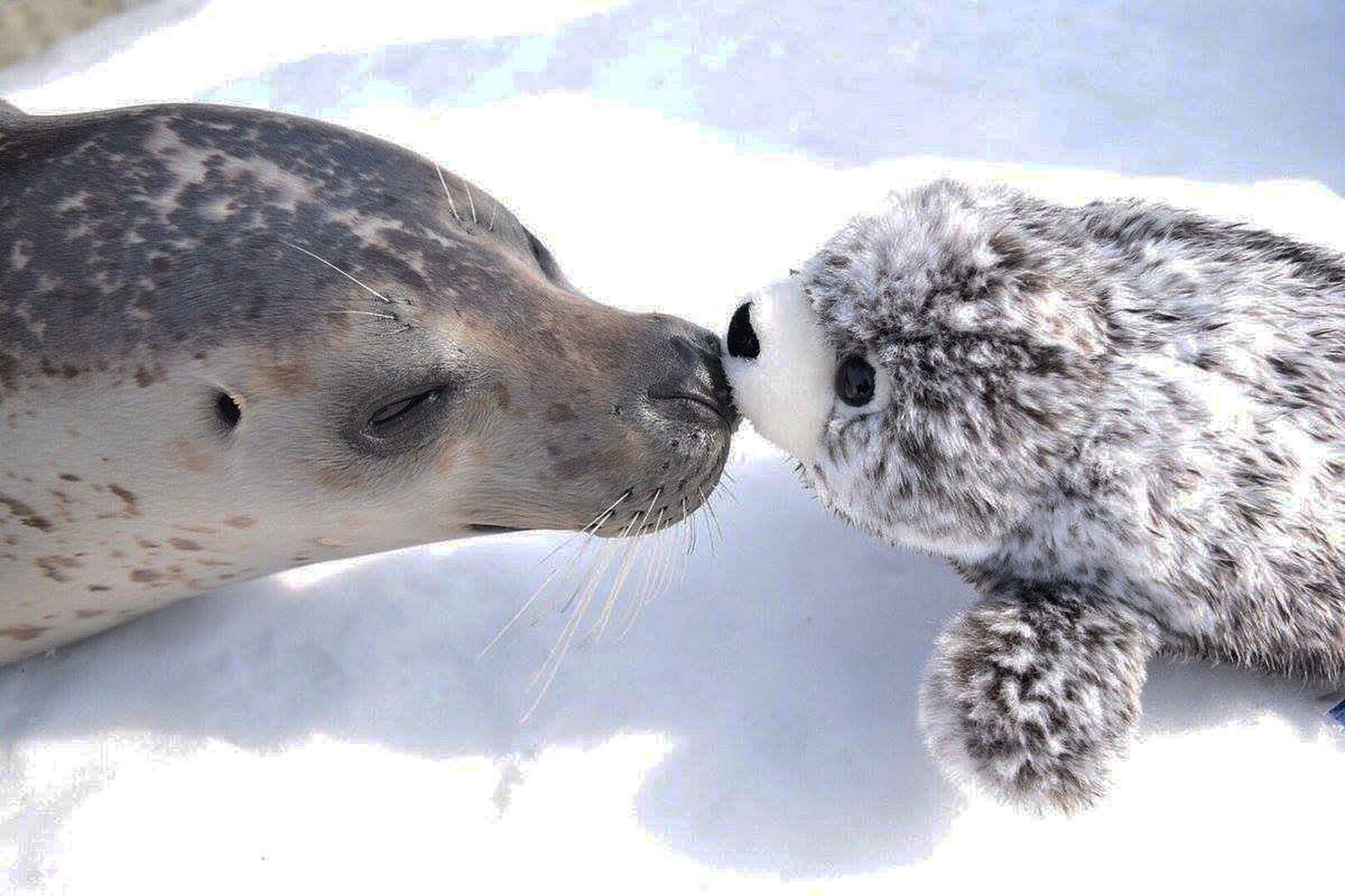 憨态可掬的海豹,卖萌的样子,让人忍俊不禁.#趣图搞笑