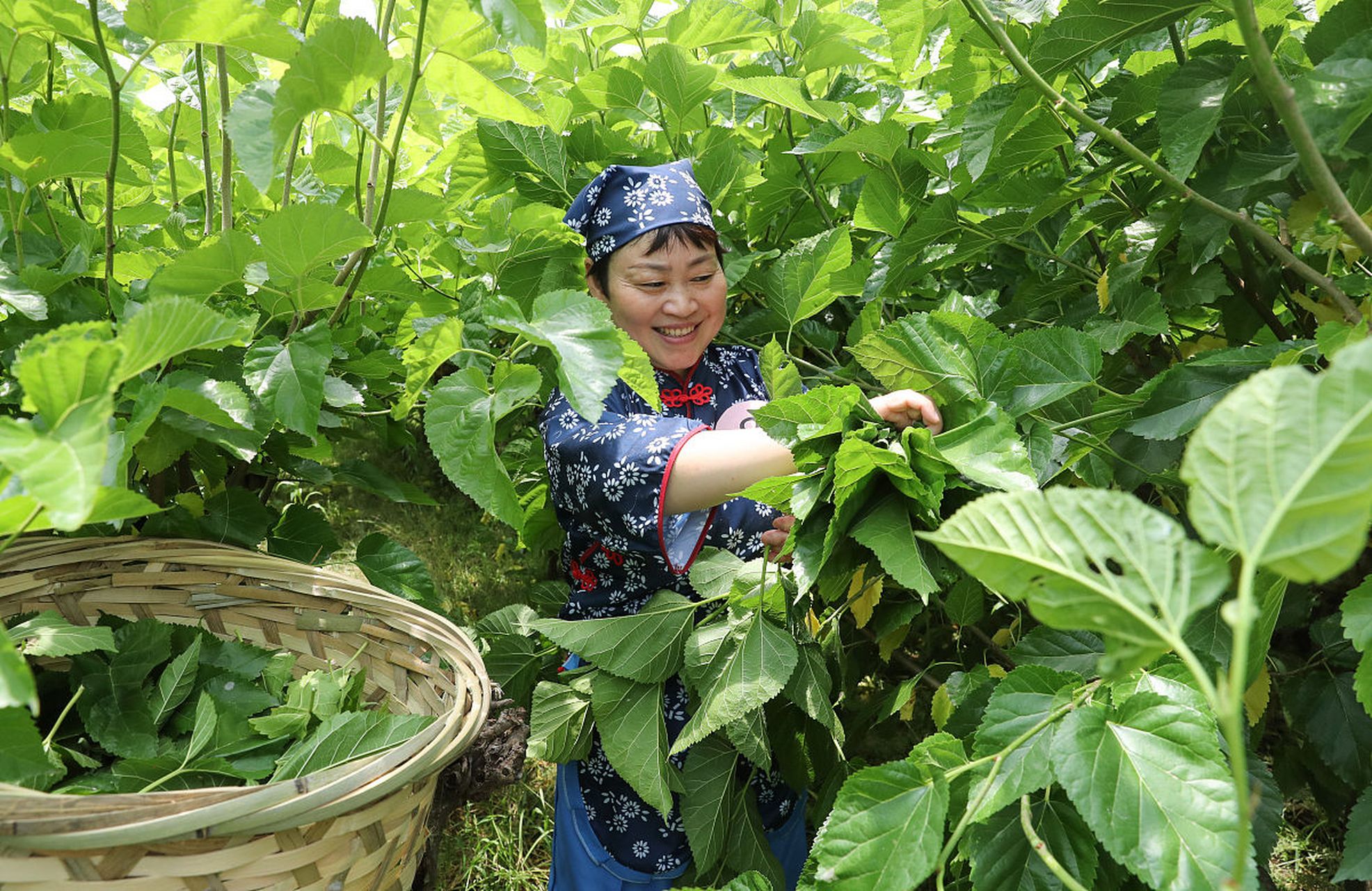 * 夏季:采桑,养蚕,插秧. * 秋季:收稻. * 冬季:新制棉衣暖又轻.