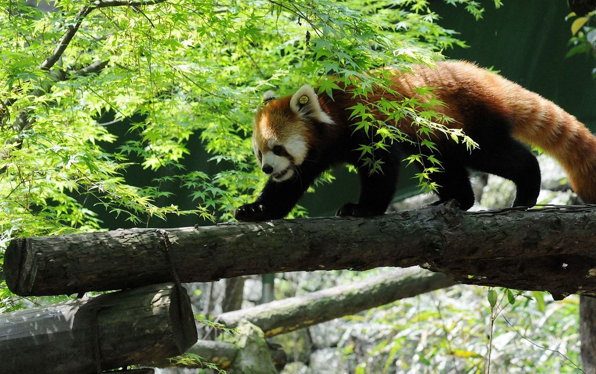 动物趣图# 小熊猫,好可爱