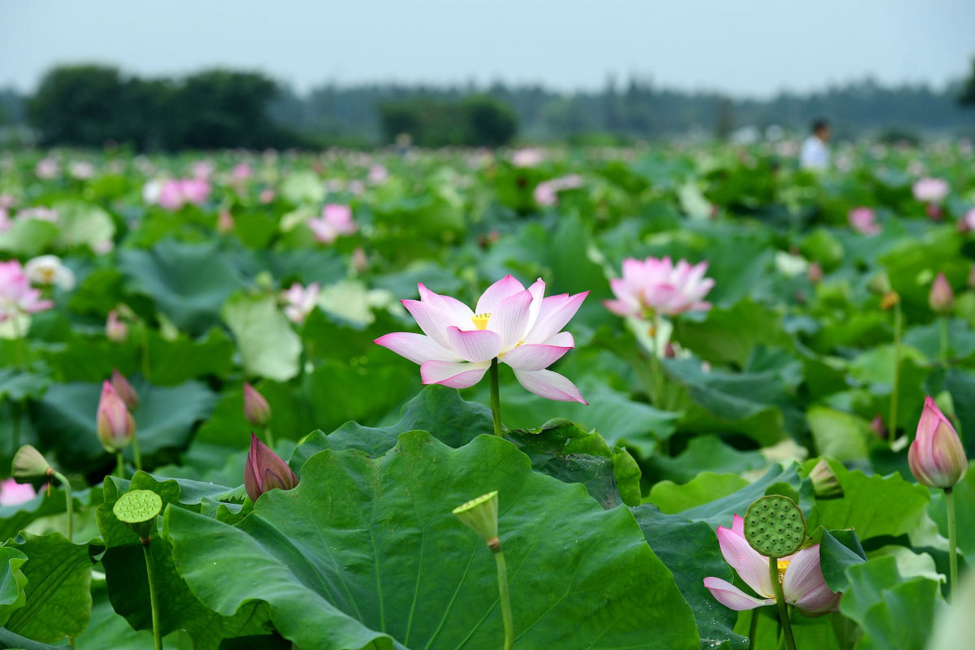 监利·洪湖荷塘,我心中的夏日仙境  每当夏天来临,我总会想起那片位于
