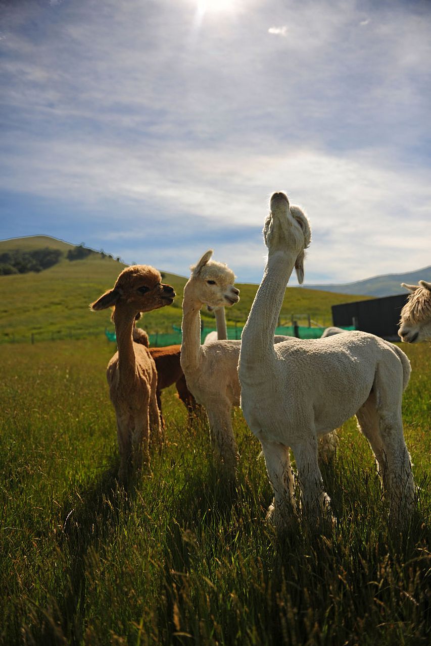 草原上的羊驼,温顺而可爱.