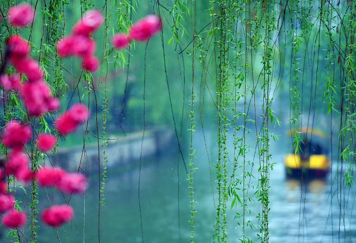 ⑤ 柳绿桃红春世界