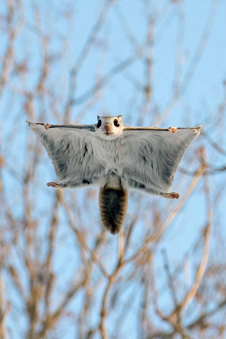 这是小飞鼠,我们的滑翔服就是仿的它哦! #动物趣图