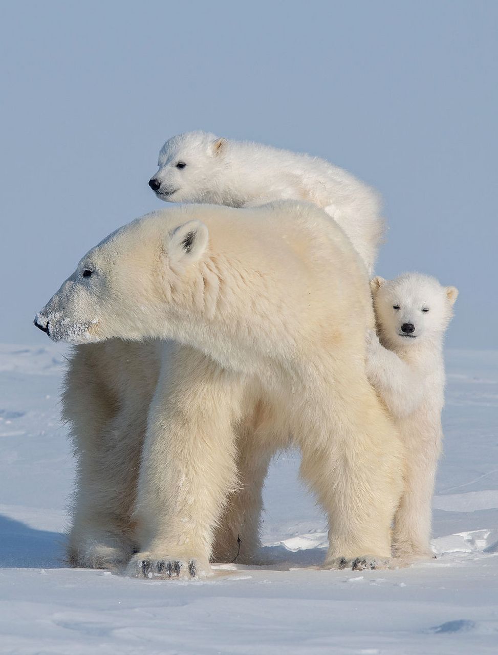 在遥远的北极,生活着一群可爱的北极熊宝宝.