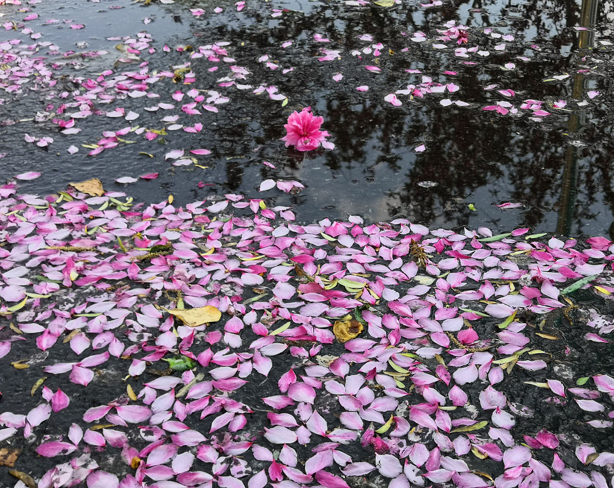 看着满天凋零的花朵图片