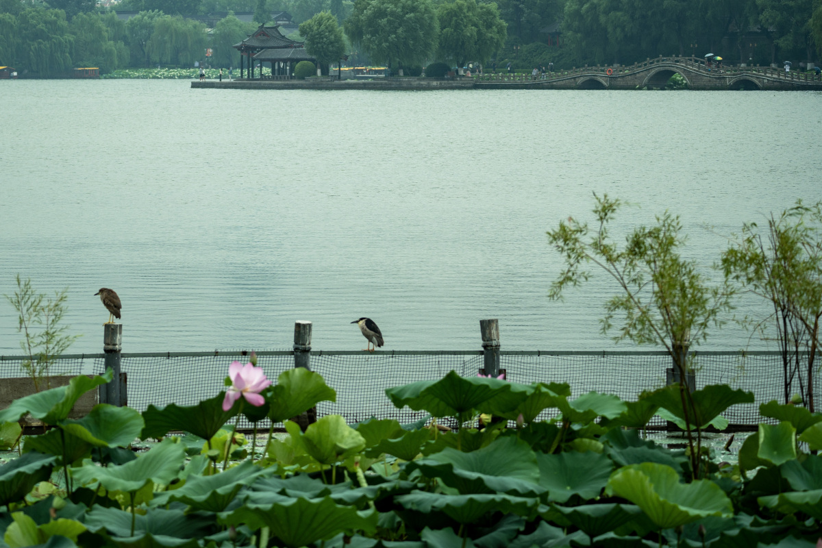 大明湖简介,碧波荡漾,荷花争艳,快来领略泉城风光!