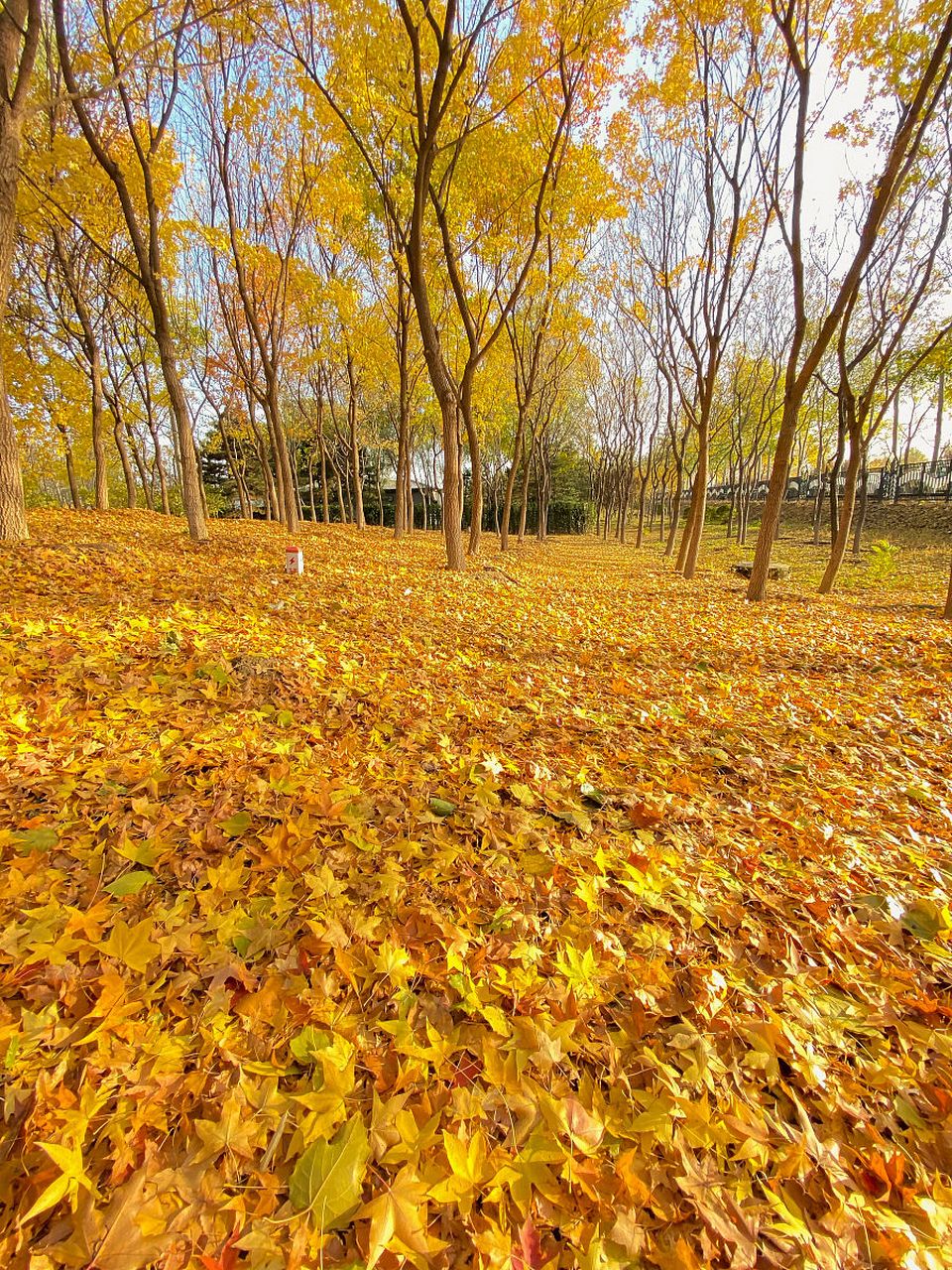 93郑州最有秋天特点的景点推荐  郑州,这座位于中原腹地的城市,有着