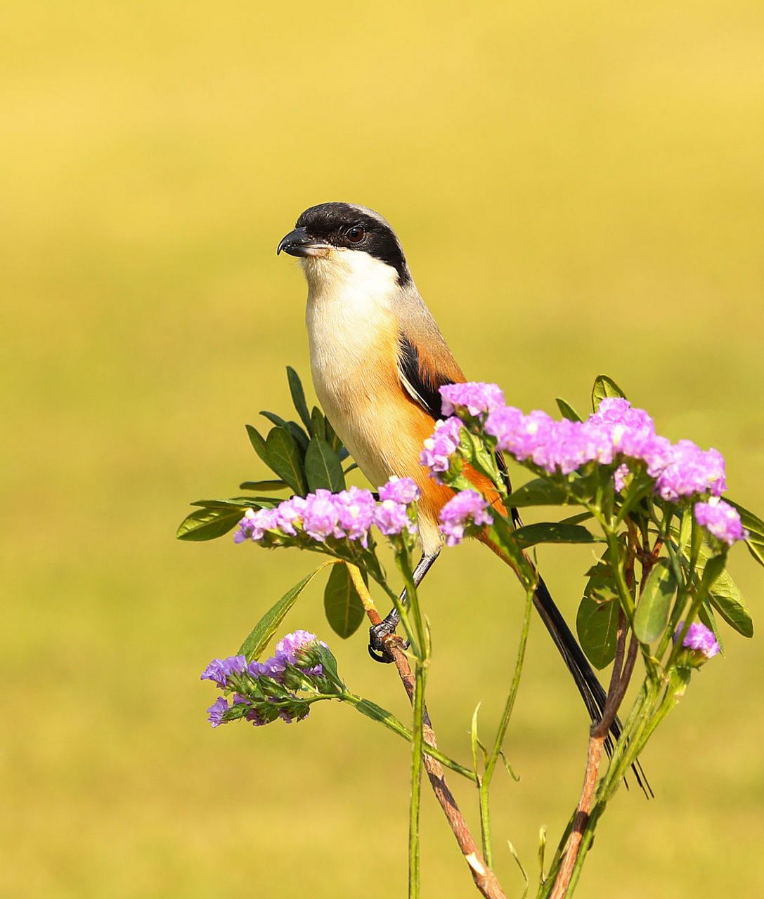 今天我给大家分享一种神奇的鸟类——伯劳鸟.