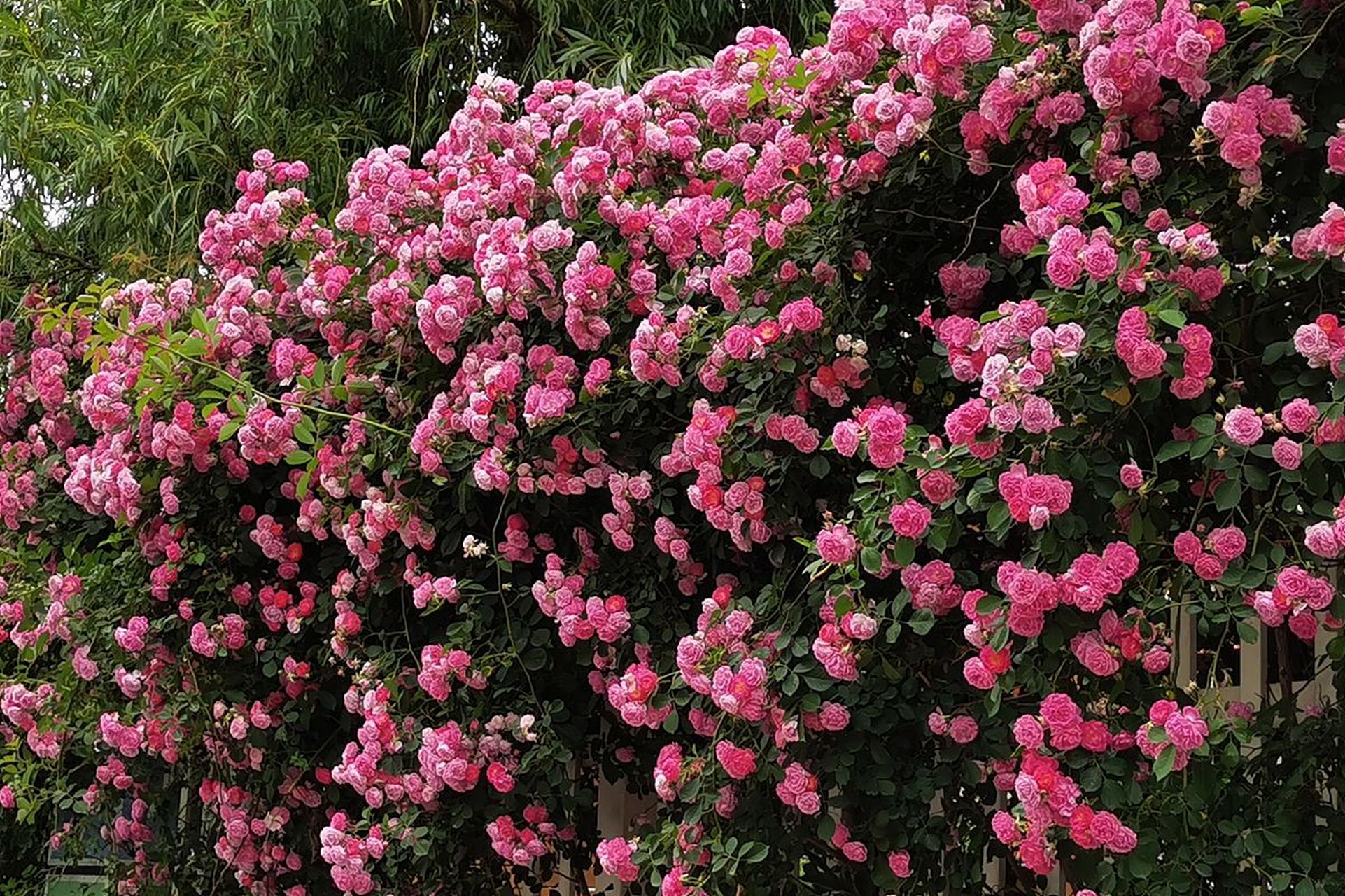 蔷薇是特别能够治愈人心的花卉,绿叶红花的蔷薇,姿容婀娜烂漫,尤其