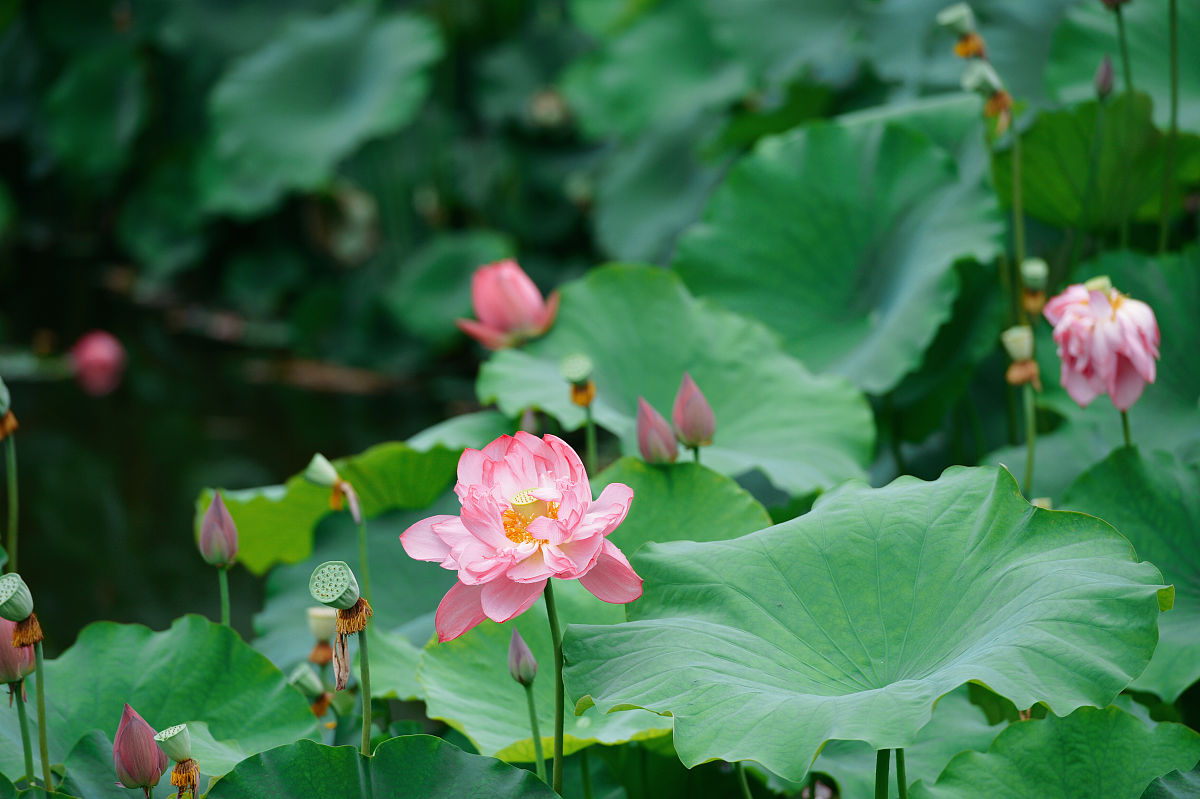 荷花花开六月红,香满人间西湖水眉飞色舞羞涩影,阳光露珠笑红尘