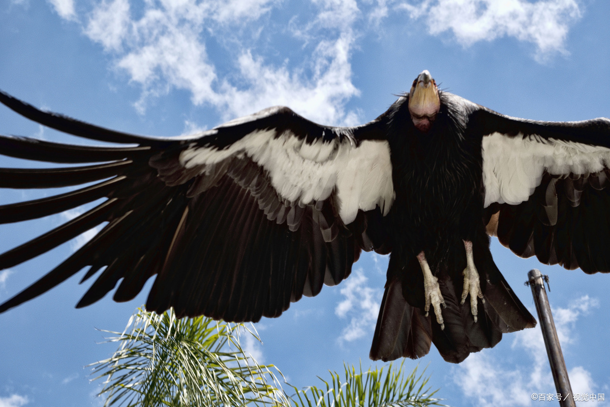 阿根廷巨鹰照片图片