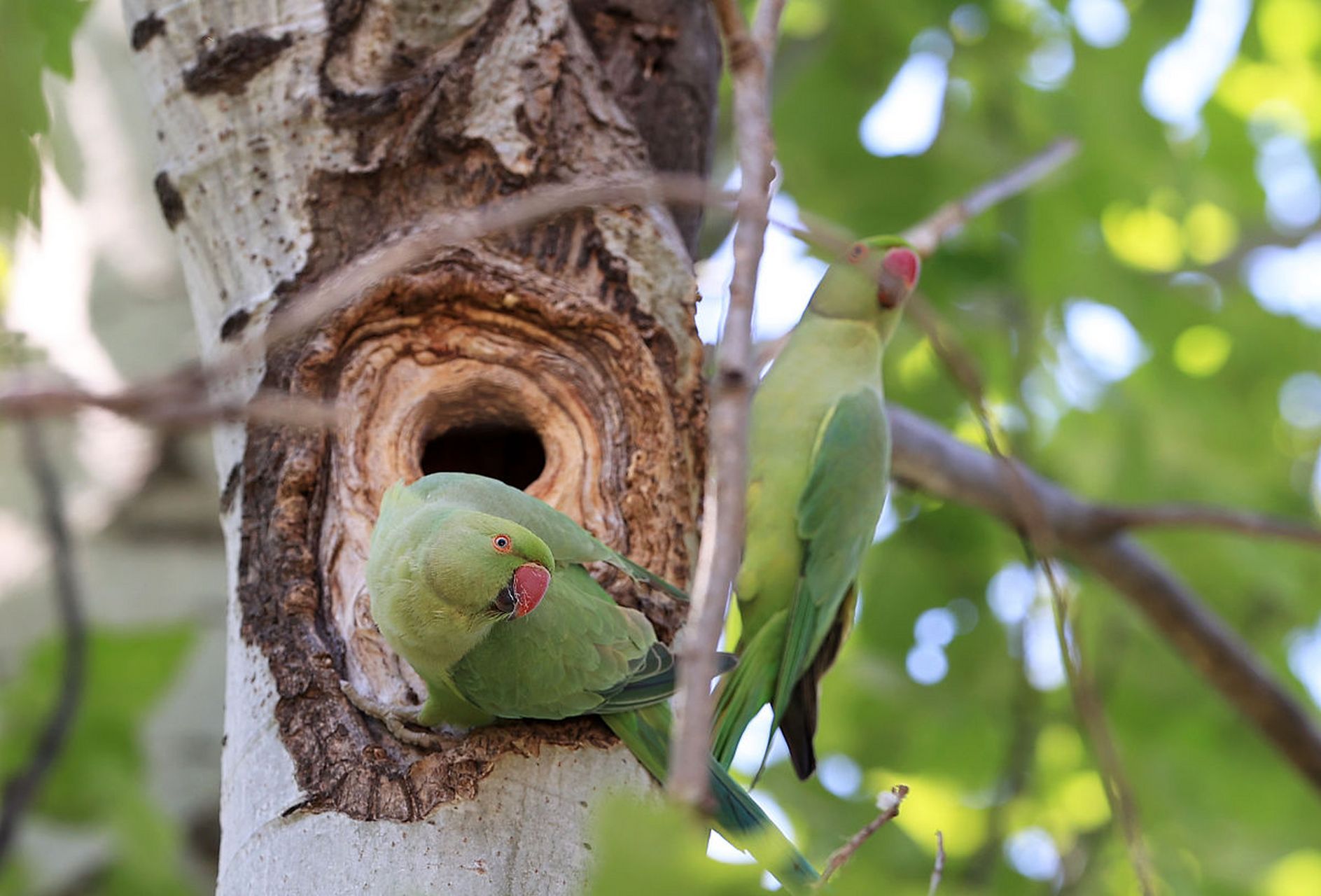 红领绿鹦鹉 -英文名称 rose-ringed parakeet,是一种生活在印度次大陆