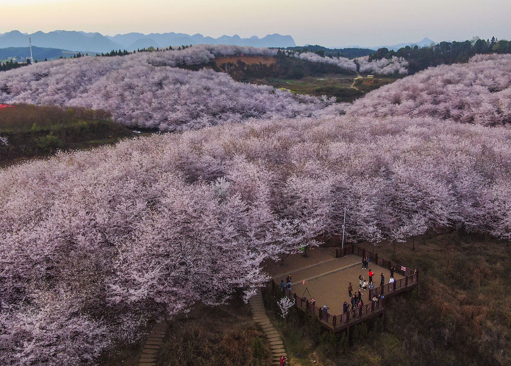 宜良樱花谷风景区介绍图片