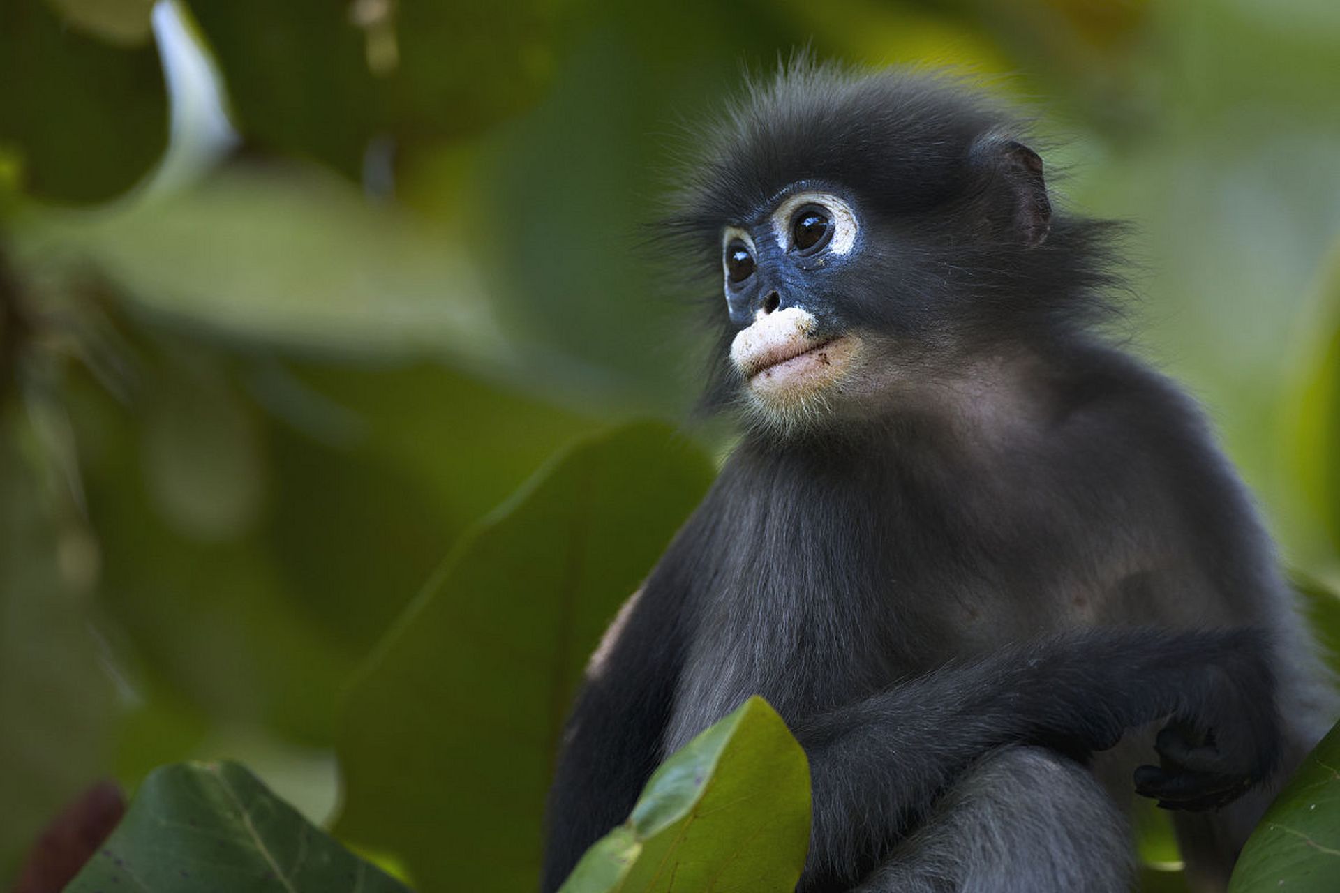 可爱的小猴子,萌萌的小眼睛,小白眼圈. #动物趣图