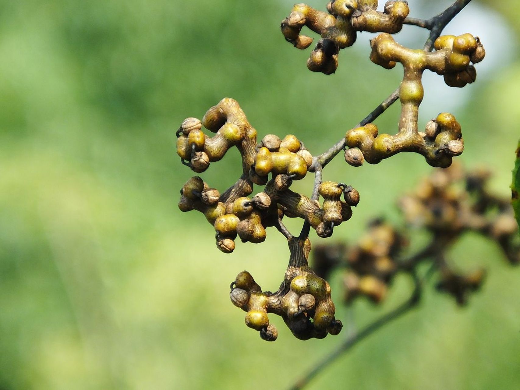 拐枣能与蚂蚁泡酒吗	 拐枣可以同黑蚂蚁可以一起泡酒.