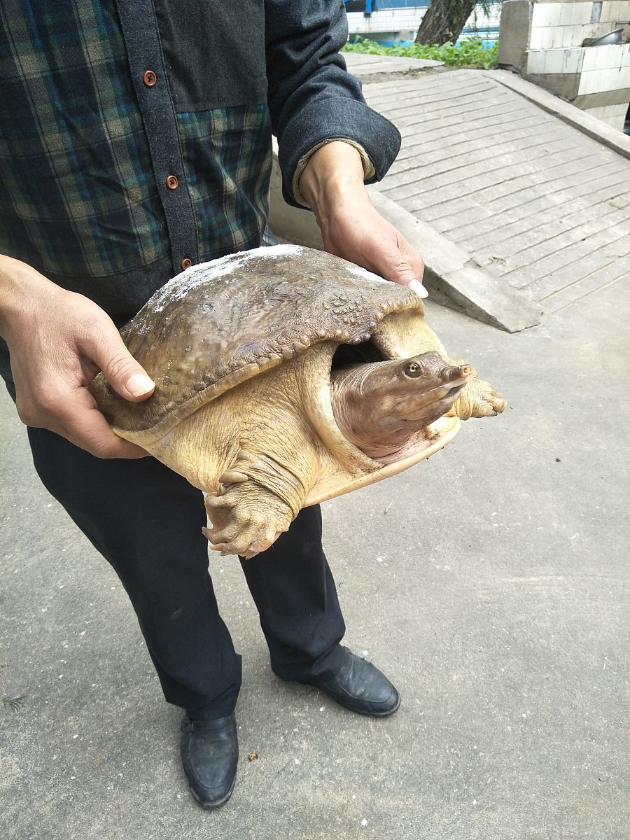 它静静地呆在池塘边,斑驳的壳诉说着岁月