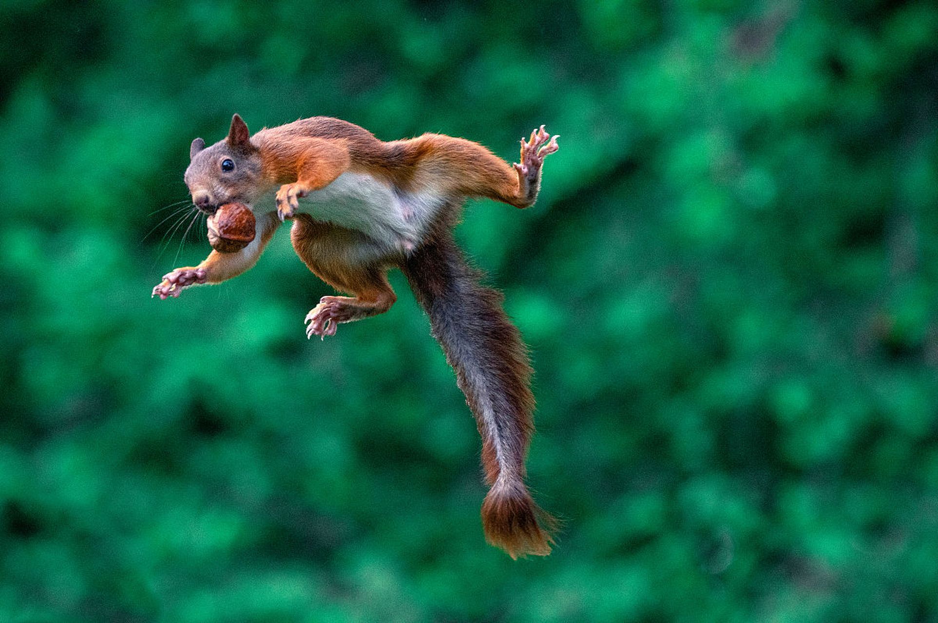 如今的小松鼠都能飞了吗?猜猜摄影师怎么拍到这精彩的一幕?#动物趣图