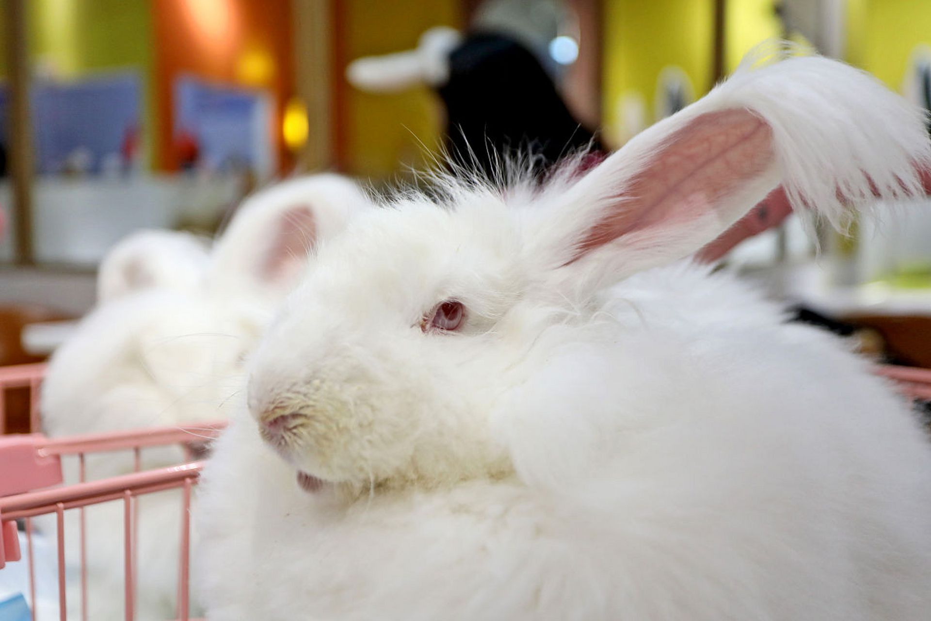 因为安哥拉兔的绒毛会长得很长,就会让这个像毛团般的小动物看起来